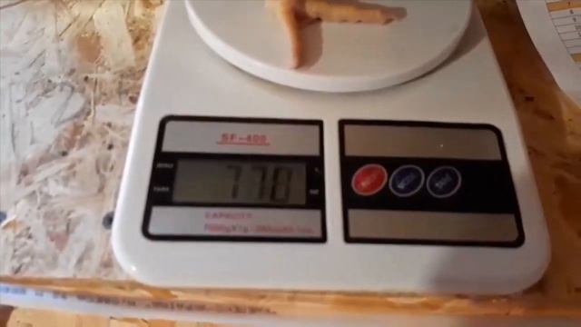 Выращивание Бройлеров в Клетках.