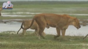 Two lion cubs are cold in the pouring rain, they need warmth to survive