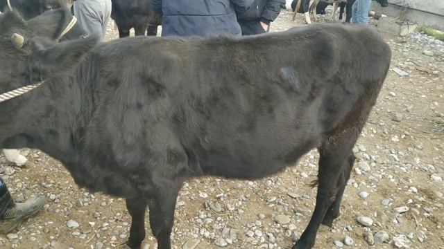 Гулакандоз Пайшанба Молбозори.Куйлар Ва Бока Гуножинлар Нархлари.