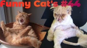 Смешные коты #44.mp4