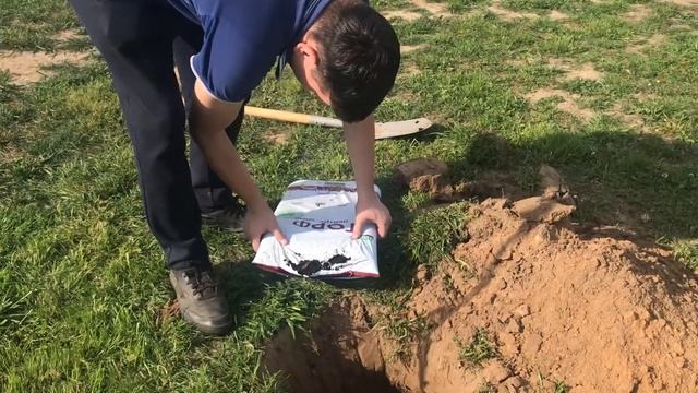 Сентябрь на даче. Сажаем яблони- Мельбу и Антоновку. Подготавливаем потихоньку клубнику к зимовке. смотреть онлайн