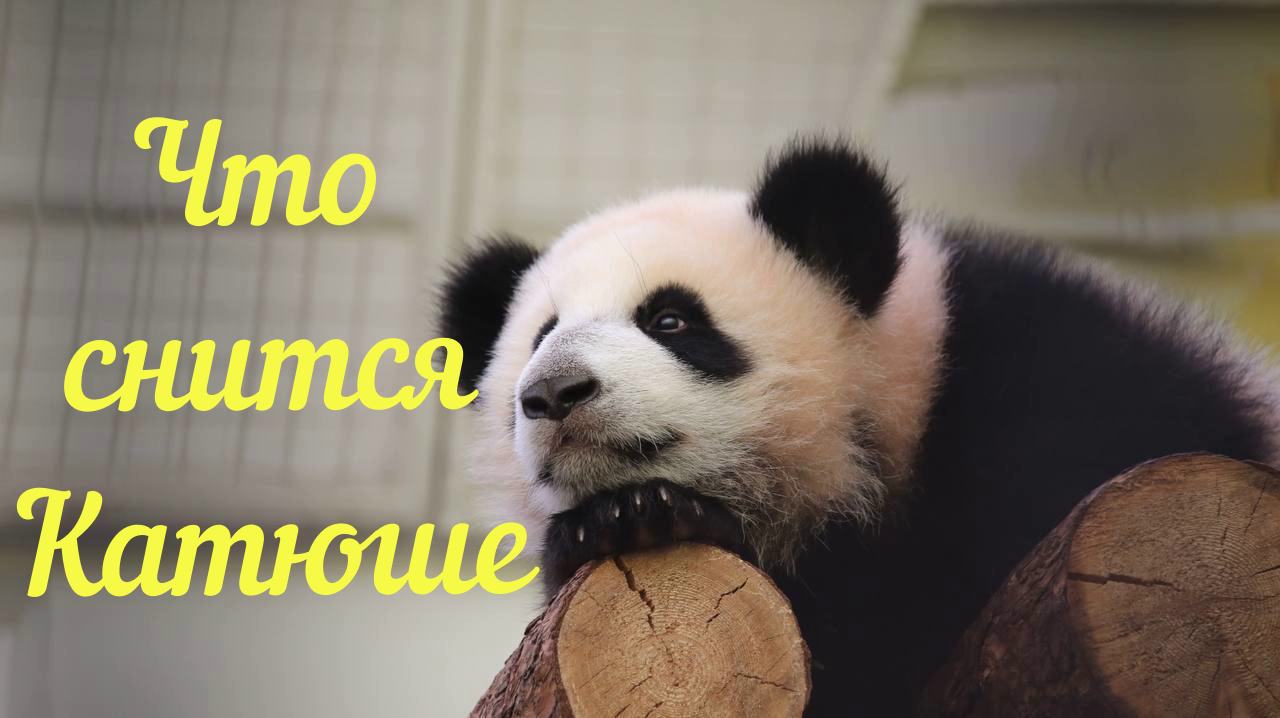 Московский зоопарк | Панда | Маленькая помощница