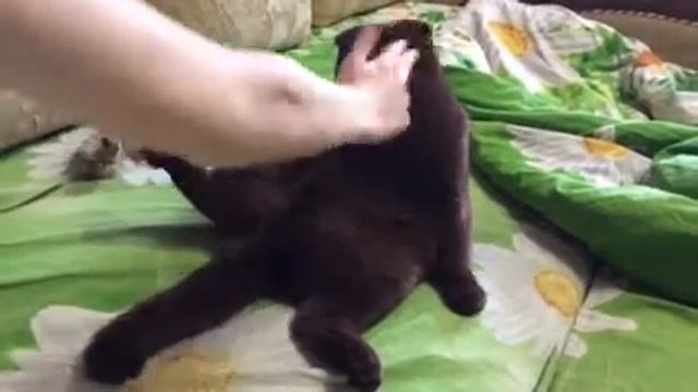 Шотландцы любят сидеть