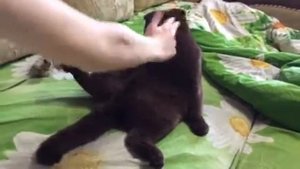 Шотландцы любят сидеть