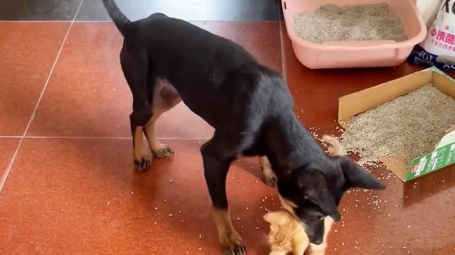 A bat-like stray once emaciated,underwent stunning transformed after a kind woman rescued for a yea смотреть онлайн