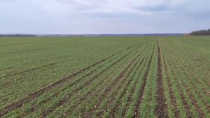 09.03.2023. Озимая пшеница Алексеич. Ростовская область. ООО «Вера».
