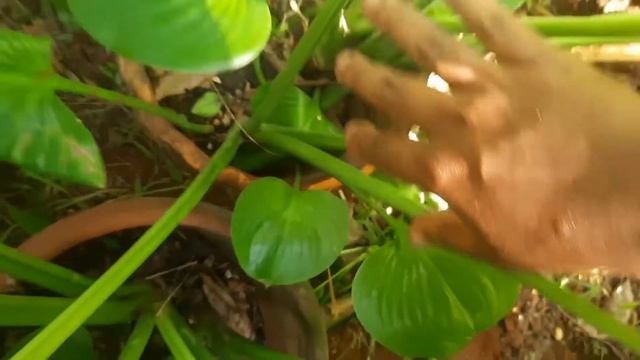 20+years old cardwell lily/Northern X-mas lily/unseen cute babies wow....@jencysglobals4244 смотреть онлайн