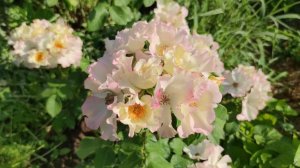 Флорибунда  Liola. Обзор сорта.