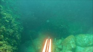 Морская подводная охота. Часть 1. Необычный трофей.