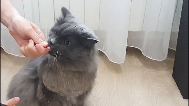 Шпиц наблюдает за котом и неожиданная стрижка! смотреть онлайн