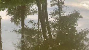 Этот силиконовой рачок - любимое лакомство любого хищника. От окуня до судака!