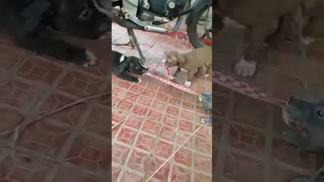 American Pitbull Terrier Puppies playful mood смотреть онлайн