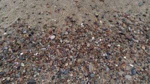 Поиск янтаря на Куршской косе