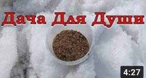 Почему не растет УКРОП? Ранний посев под снег???❄❄❄