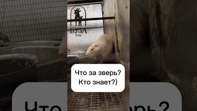 Кто знает, что за зверёк такой живет у нас на ферме?) смотреть онлайн