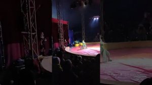 Цирк Арена-Ягуар