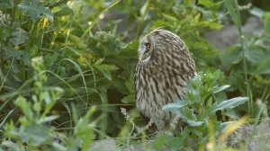 Болотная сова.