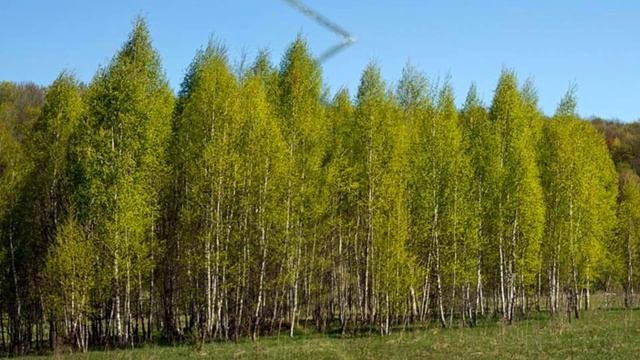 Где то у леса стояла избушка смотреть онлайн