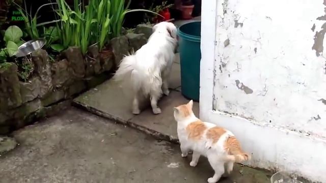 Коты нападают на собак Подборка часть 2 смотреть онлайн