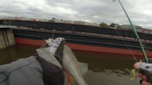 #453 #streetfishing | Высокая вода | Невский окунь |