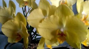 Орхидея Феррара, домашнее цветение!