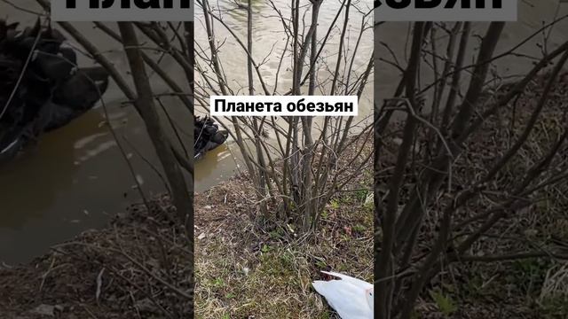 #зоопарк #путешествия #кудасходить #выходнойдень #shortvideo #россия #новаямосква