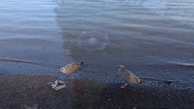 Сахалин остров мечты \ 3 часть 8 причин поехать на Сахалин \ море рыбалка