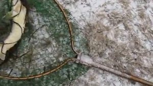 Ловля сибирского осетра на креветку