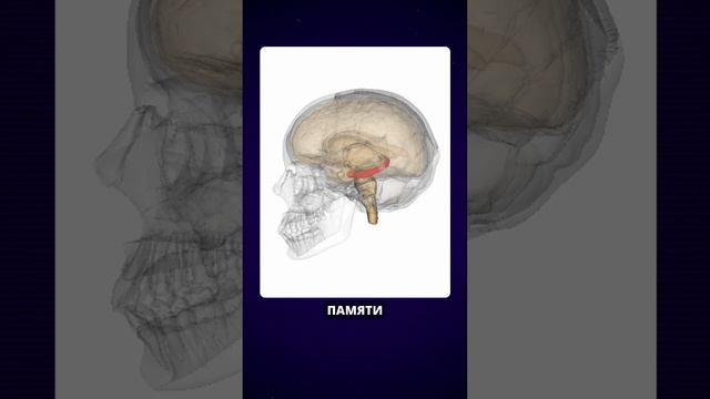 Как гиппокамп помогает восстановить ваш мозг? Узнайте сейчас! #нервныеклетки #мозг