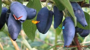 Жимолость съедобная Югана (lonicera edulis iugana) ? обзор: как сажать, саженцы жимолости Югана