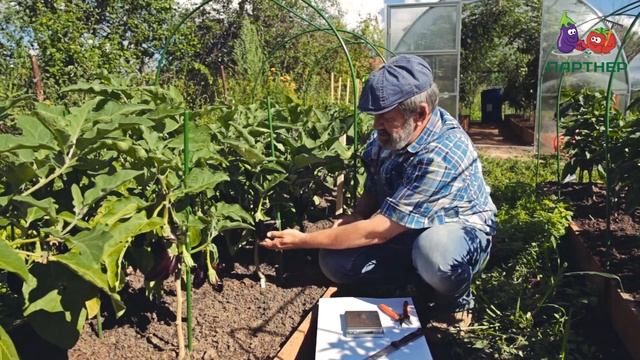 Очень красивые баклажанчики Фиолетовое чудо F1 смотреть онлайн