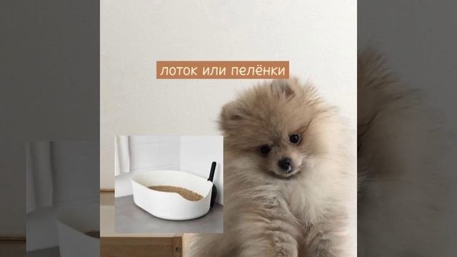 покупки для собаки?
