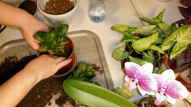 Каланхоэ пересадка и омоложение . смотреть онлайн