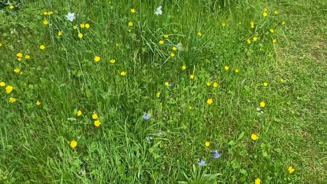 Vlog 112 - Как работают садовники в Англии. Сколько платят и какой у меня рабочий день смотреть онлайн