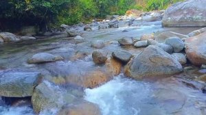 River Sounds With Beautiful Bird Sounds (Relaxation,Meditation,ASMR)