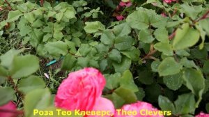 5 РОЗ - Удивят обильным цветением уже в год посадки! Заказать розы на весну www.klumba7.ru