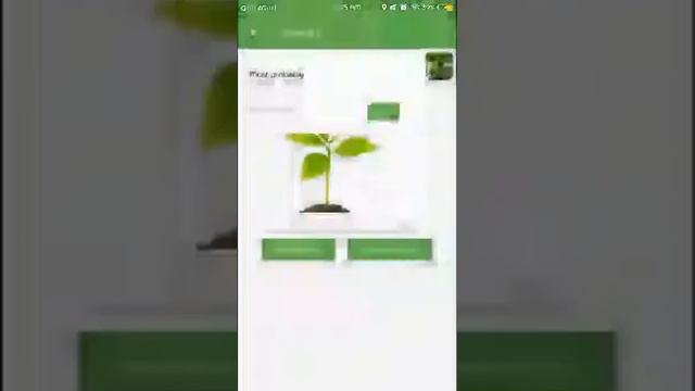 PlantSnap identifies a Fiddeleaf Fig (Ficus lyrata)