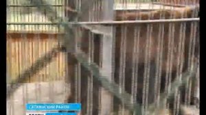 Бурый медведь в Сатке