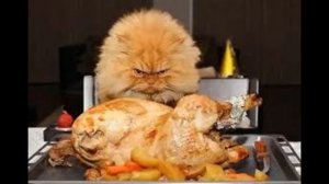 корм для кошек роял канин