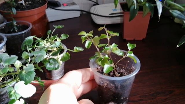 Излишки своих комнатных растений. Заведи себе цветочек 2.