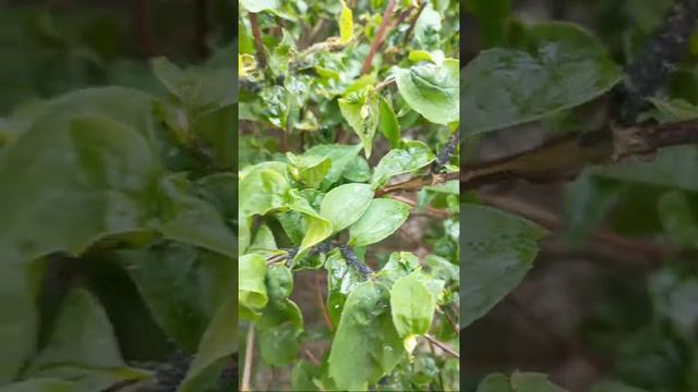 Black Sucking Aphids on Shrubs Leaves in Kyiv, Ukraine. 07.05.2022. Spring but 73 day of war.