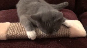 Котенок и валерьянка или попытка приучить кота к когтеточке