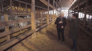 Вольная случка овец| Покрытие овец  | Фермерское хозяйство Капри