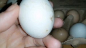 Овоскопирование куриных яиц на 10 день.