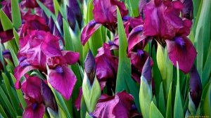 САМЫЕ КРАСИВЫЕ РАСТЕНИЯ В СОЧЕТАНИИ С АСТИЛЬБАМИ