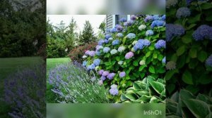 Неприхотливые кустарники для дачи