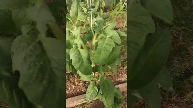 Сорт томата Grab's mistery green Зелёная тайна личинки смотреть онлайн