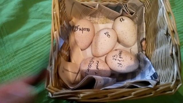 Индюшка снесла 2 яйца за раз. смотреть онлайн