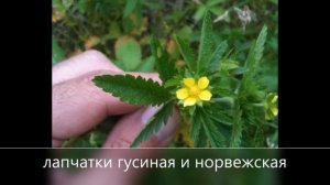 Зеленый покров земли  Лекарственные и пищевые растения.mp4