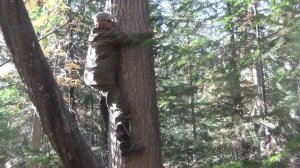 КОГТИ для ЛАЗАНИЯ по КЕДРАМ -Дерево Сибирский Кедр - Это ВЫРЕЗКА из ПОХОДА ссылкаНа ПОХОД вОписании